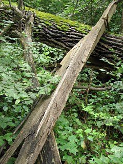 Puszcza Białowieska - klin drewna wybity z pnia jesiona